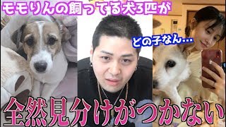 【難問】TWICEモモの愛犬、名前言い当てれるかクイズやったら難し過ぎたwww