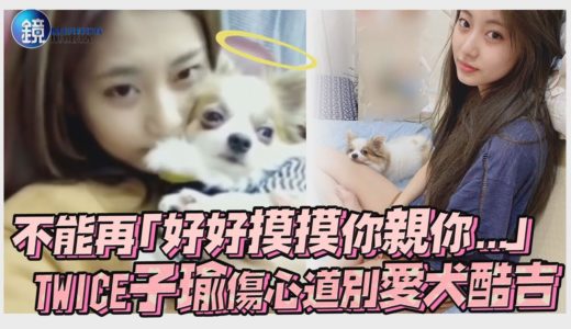 不能再「好好摸摸你親你...」 TWICE子瑜傷心道別愛犬酷吉｜鏡週刊 鏡娛樂即時