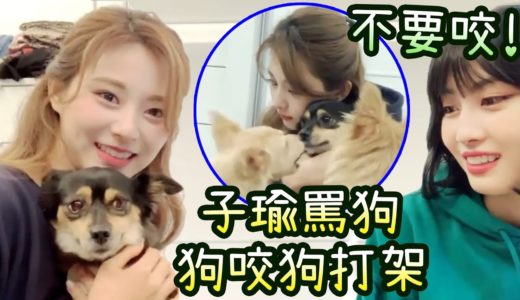 Twice子瑜因狗咬狗而罵狗 兩狗打架場面失控大聲狗叫