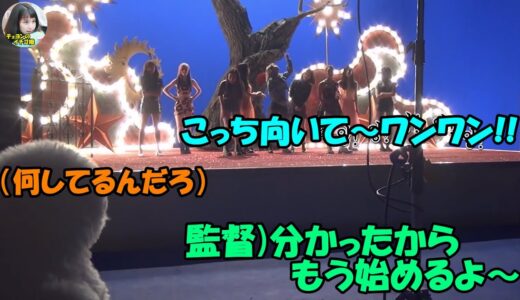 【TWICE】子犬に振り向いてもらいたくて犬になりきるメンバー達!!水晶玉で遊ぶナモ