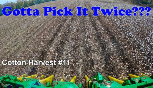 We've Gotta Pick It Twice??? Cotton Harvest #11 (11/2/22)